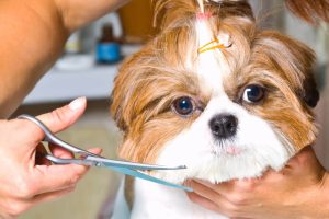 A importância da tosa higiênica em cachorros